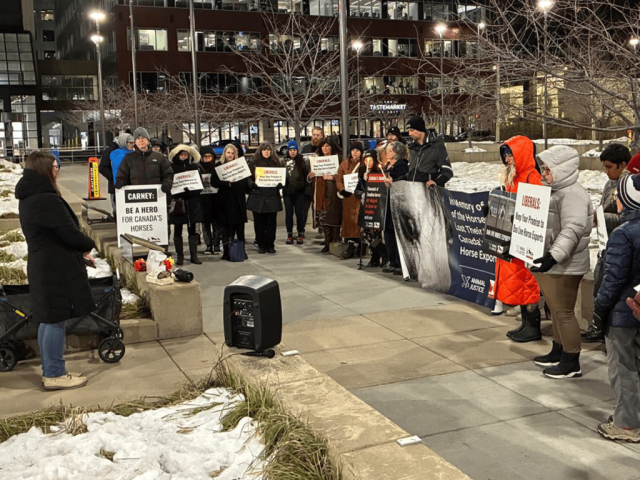 Canadian nationwide vigil for horses killed in live exports.