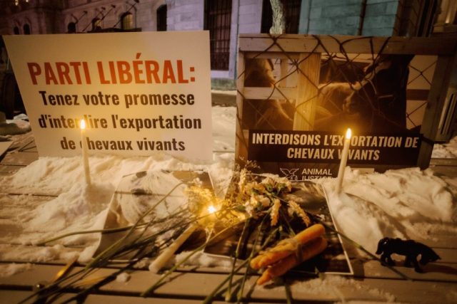 Canadian nationwide vigil for horses killed in live exports.
