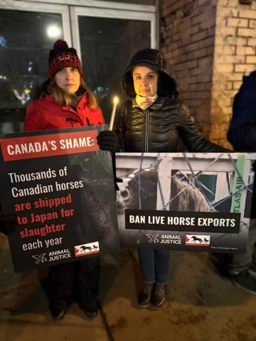 Canadian nationwide vigil for horses killed in live exports.