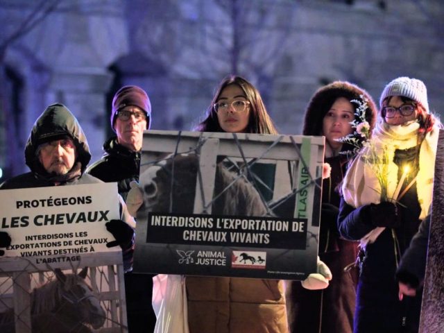 Canadian nationwide vigil for horses killed in live exports.
