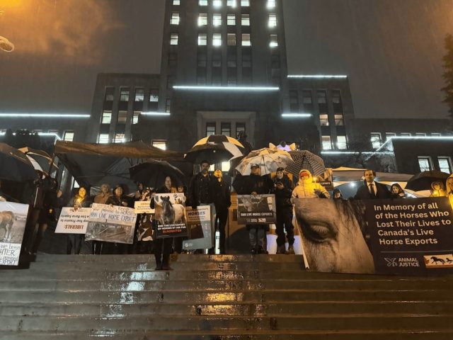 Canadian nationwide vigil for horses killed in live exports.