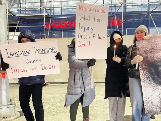 Canadian nationwide vigil for horses killed in live exports.