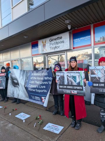 Canadian nationwide vigil for horses killed in live exports.