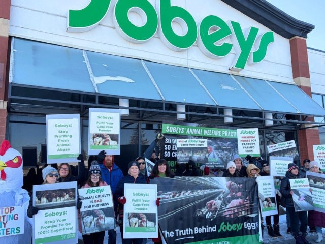 Animal Justice protesters gathered across the country with Sobeys protests, demanding cage-free action.