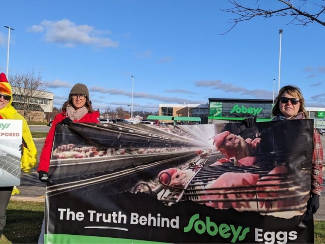 Animal Justice protesters gathered across the country with Sobeys protests, demanding cage-free action.