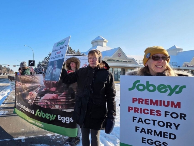 Animal Justice protesters gathered across the country with Sobeys protests, demanding cage-free action.