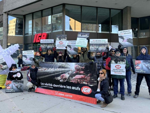 Animal Justice protesters gathered across the country with Sobeys protests, demanding cage-free action.