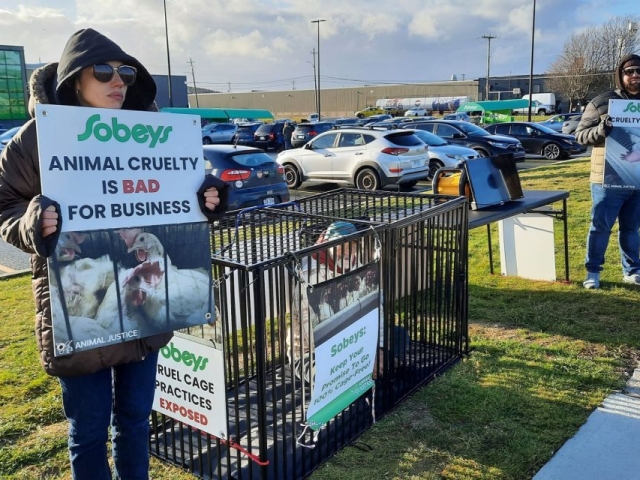 Animal Justice protesters gathered across the country with Sobeys protests, demanding cage-free action.
