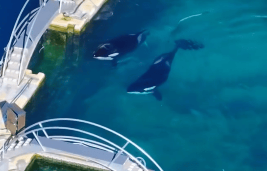 Wikie and Keijo, a mother son pair of orcas, in their crumbling tanks at Marineland Antibes.