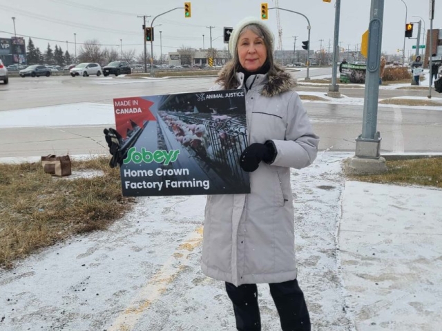 Animal Justice protesters gathered across the country with Sobeys protests, demanding cage-free action.