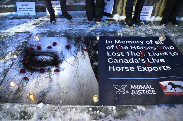 Canadian nationwide vigil for horses killed in live exports.