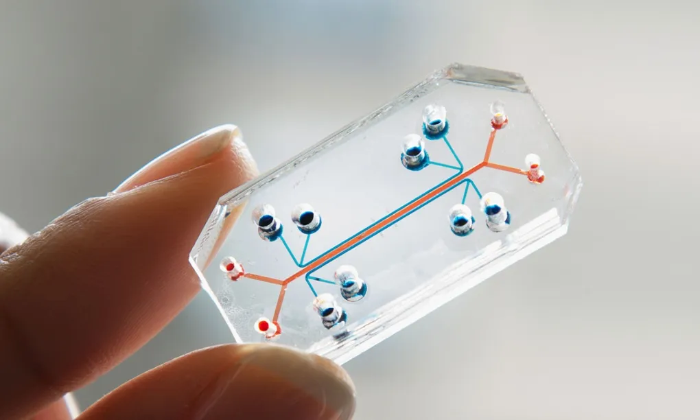 an image of a lung on a chip that mimics human lungs.