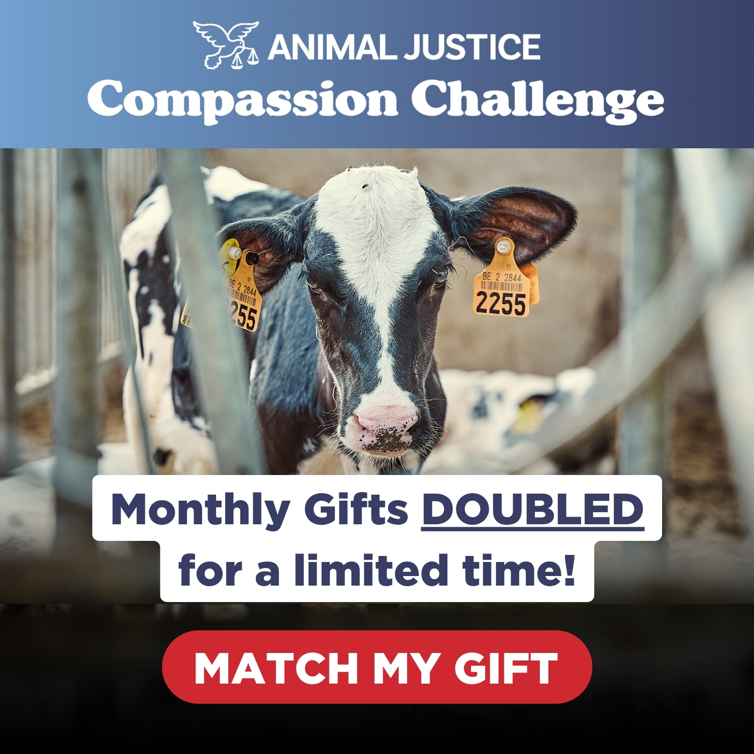 calf in crate.
