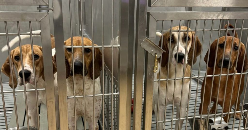 Four dogs look out from barren cages in a secret animal testing lab.