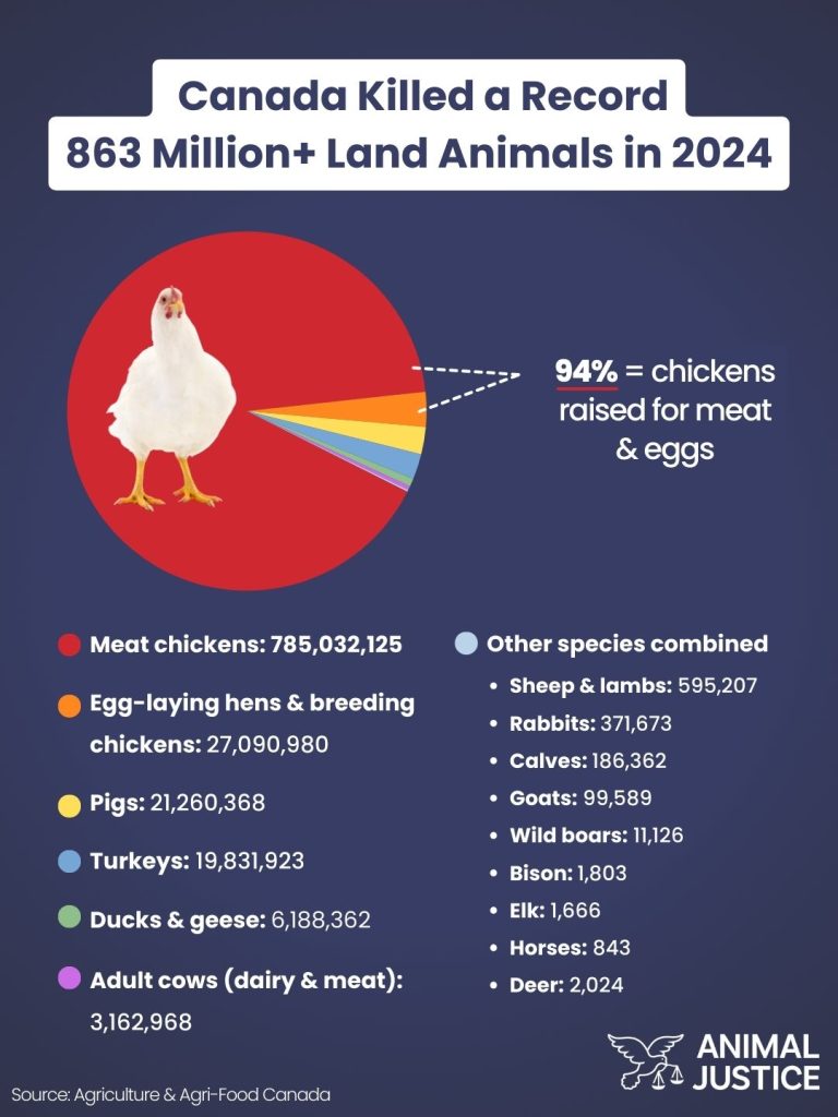 Canada slaughter statistics 2024