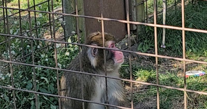 Bervie Zoo Allowed to Stay Open After Animal Cruelty Convictions ...