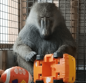 Bruno the olive baboon, seized from Bervie Zoo, sits inside a metal-barred enclosure at Story Book Farm Primate Sanctuary, holding an overturned orange plastic toy with both hands.