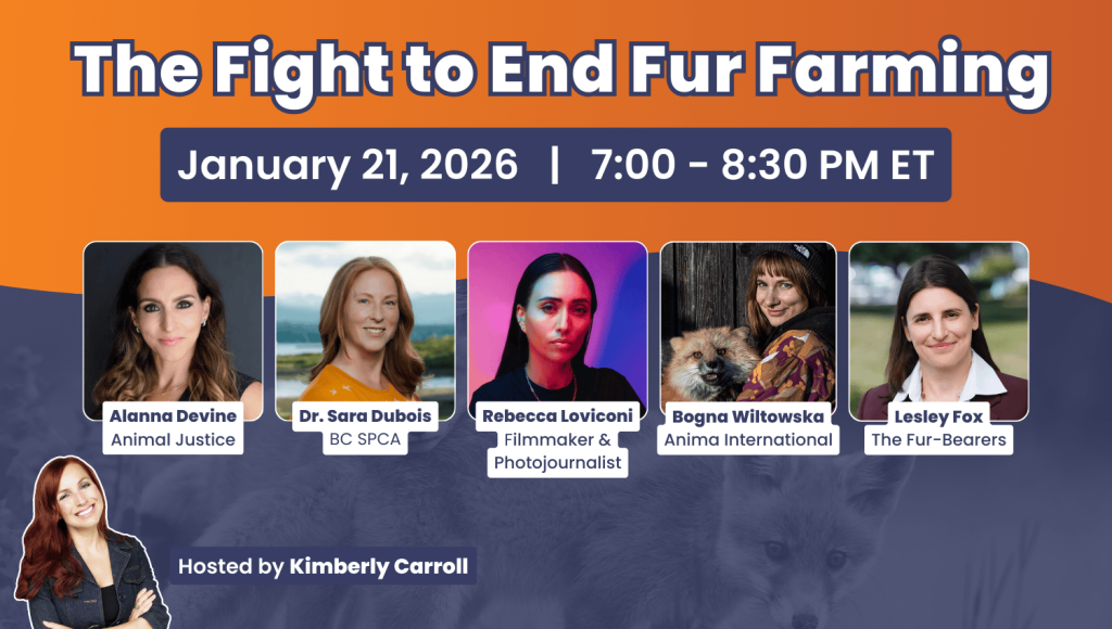 Promotional graphic for an online panel titled “The Fight to End Fur Farming,” taking place January 21, 2026, from 7:00–8:30 PM ET. The graphic features headshots of panelists Alanna Devine (Animal Justice), Dr. Sara Dubois (BC SPCA), Rebecca Loviconi (filmmaker and photojournalist), Bogna Wiltowska (Anima International), and Lesley Fox (The Fur-Bearers), with host Kimberly Carroll shown at the bottom. A faint background image of foxes appears behind the text and photos.