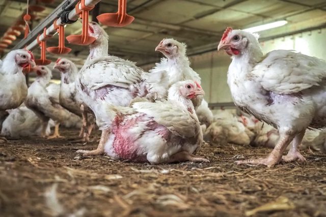 Broiler chickens in farm.