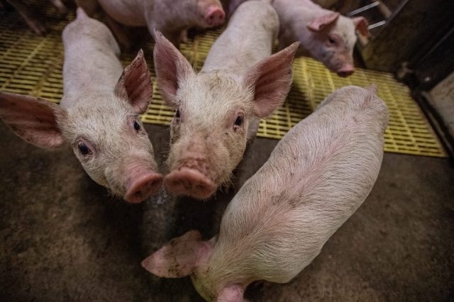 Piglets in farm.