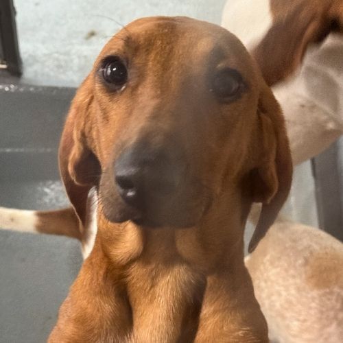 Salt, an animal testing dog at St. Joseph's Hospital in London, Ontario.