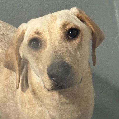 Sugar, an animal testing dog at St. Joseph's Hospital in London, Ontario.