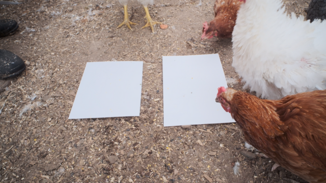 Rescued egg-laying hens at a sanctuary stand on dirt outdoors near two blank white sheets placed on the ground. A standard sheet of paper represents the space allotted to a hen in a conventional battery cage, while a legal-size sheet represents the slightly larger space provided in an “enriched” battery cage.