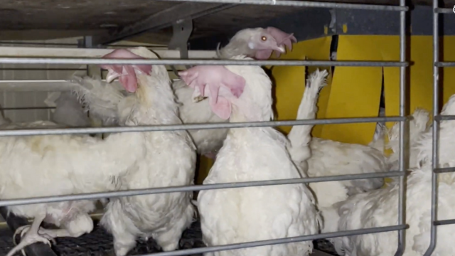 White egg-laying hens crowded inside an “enriched” cage, standing on wire flooring . Yellow plastic flaps hang behind them, which the egg industry refers to as a “nest,” despite the lack of bedding or real space for natural nesting behaviour.