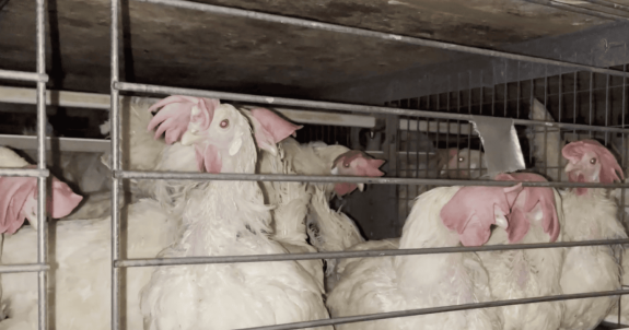 Caged Hens Suffering at Farm Boy Egg Supplier