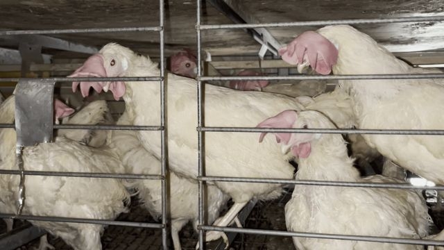 Hens in cages at egg farm supplying Farm Boy and Sobeys.