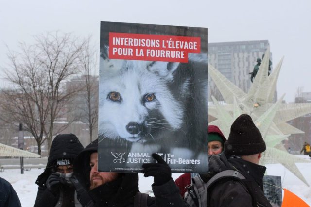 Montreal protest against fur farming in Quebec.