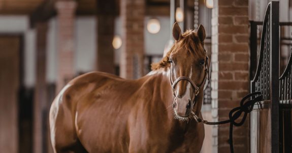 Speak Up for Horse Welfare in Canada: Demand Better Standards Now