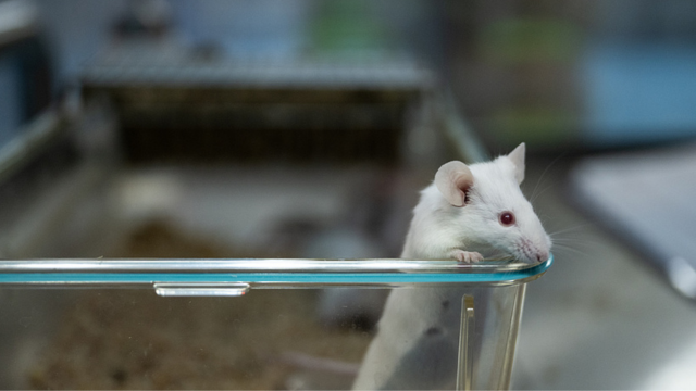 A white laboratory mouse with red eyes peers over the edge of a clear plastic container in a laboratory setting, with blurred cages and equipment in the background.
