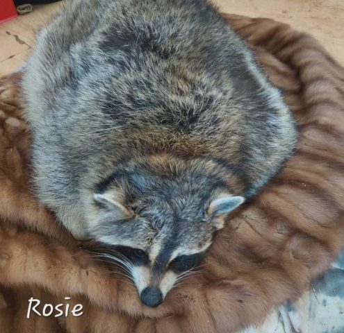 fur coats donated to wildlife sanctuary.