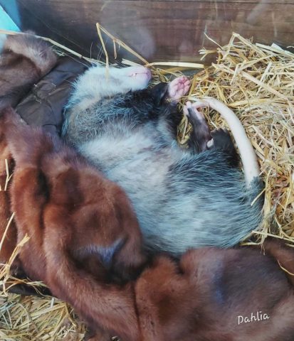 fur coats donated to wildlife sanctuary.