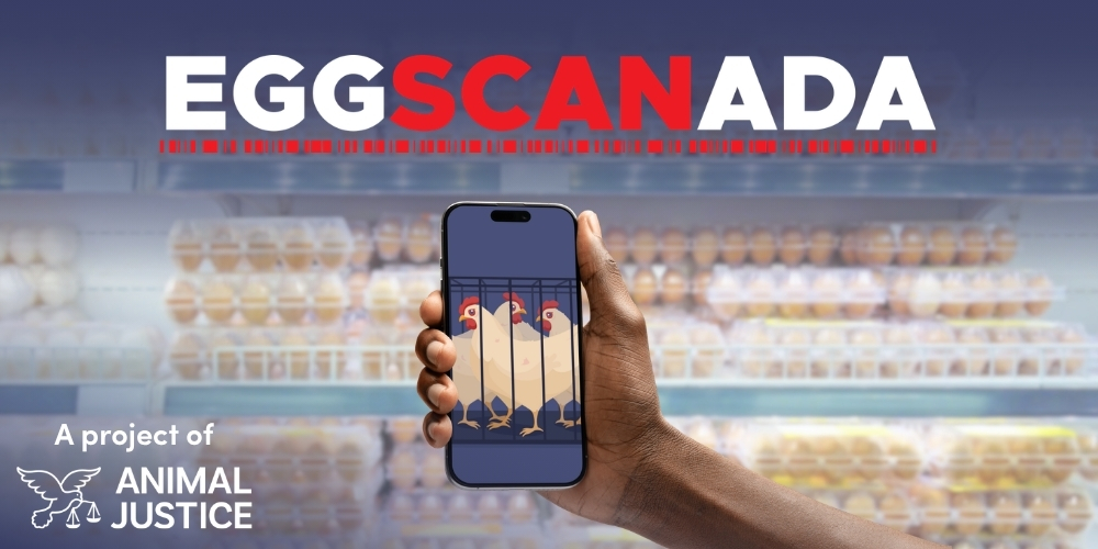 eggscanada egg scanning app showing caged eggs at Sobeys.