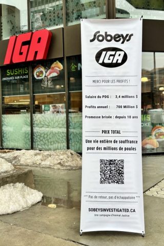 Montreal residents unveil Sobeys "Receipt of Cruelty," following broken promise to go cage-free.