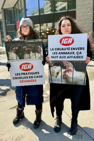 Montreal residents unveil Sobeys "Receipt of Cruelty," following broken promise to go cage-free.
