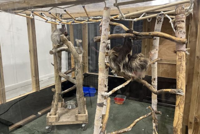 Sloths on display at the Wildlife Festival in Alberta.