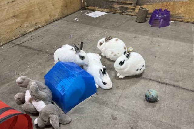 Rabbits on display at the Wildlife Festival in Alberta.