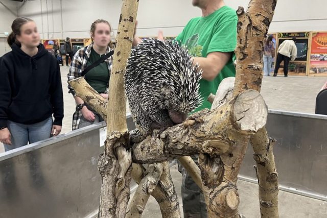 Porcupine on display at the Wildlife Festival in Alberta.