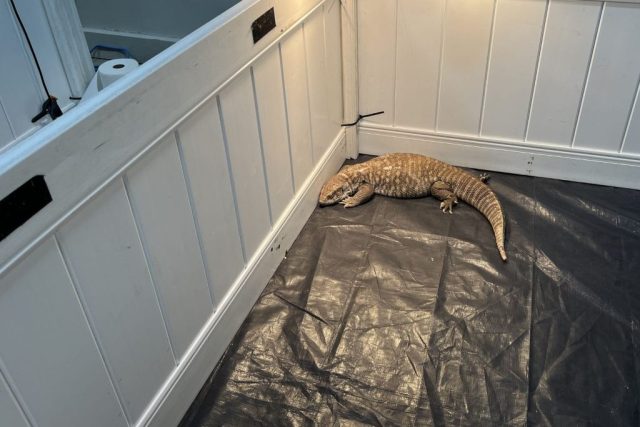 Savannah monitor on display at the Wildlife Festival in Alberta.