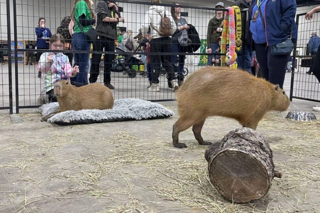 Capybaras on display at the Wildlife Festival in Alberta.