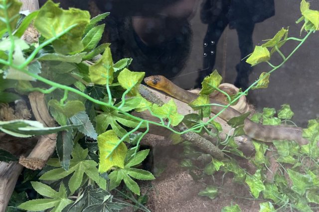 Snake on display at the Wildlife Festival in Alberta.