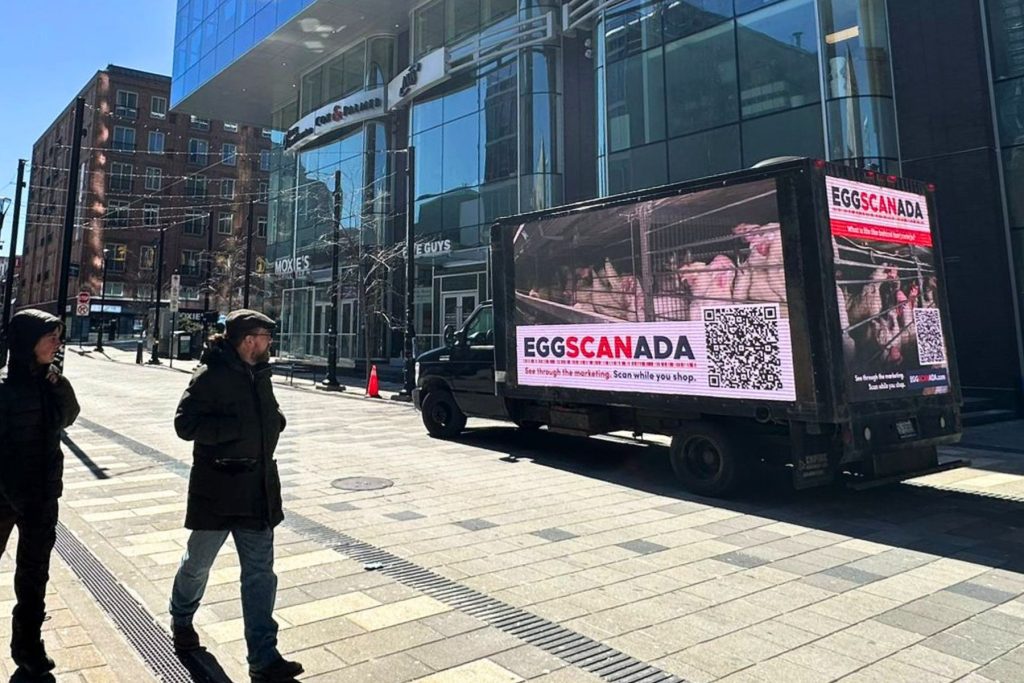 Truck advertising EggSCANada app, exposing cruelty to caged hens at Sobeys and affiliate grocers.