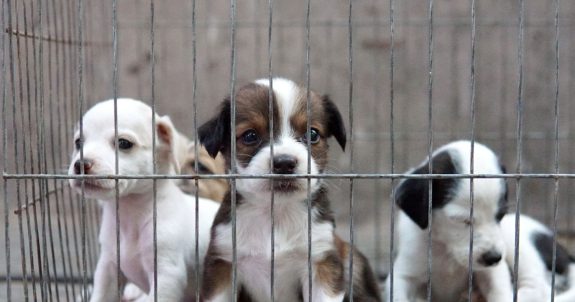 Tell Manitoba To Clamp Down on Irresponsible Animal Breeders