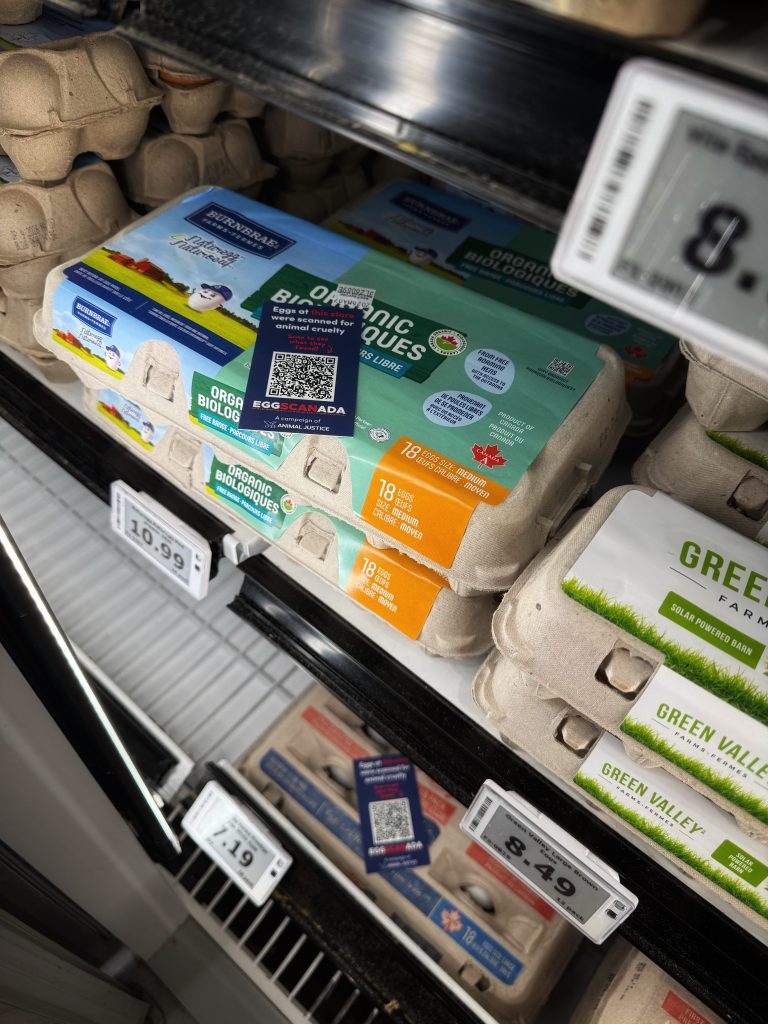 Leaflets on egg cartons at EggSCANada launch event.