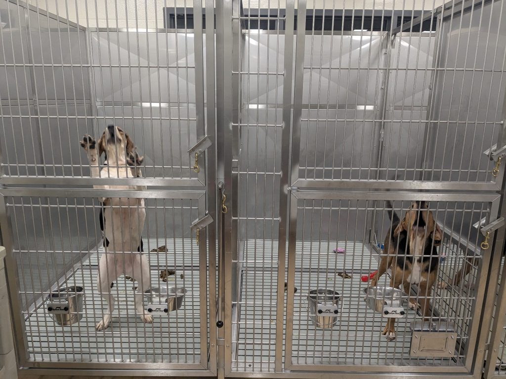 Two beagles are shown in separate, side-by-side stainless steel laboratory kennels.
The dog on the left stands on **their** hind legs against the bars, while the dog on the right stands on all fours with **their** head tilted back as if howling. The kennels feature elevated metal grate flooring with visible feces scattered behind **them**. Each enclosure has two metal bowls attached to the front gates, all set within a sterile, clinical environment with reflective metal walls.