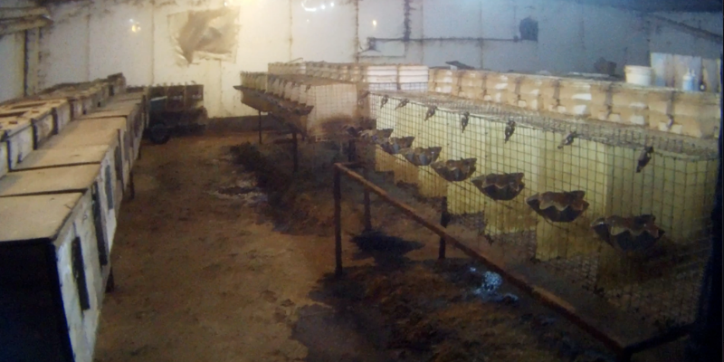 Rows of small, barren wire cages inside a dim, unsanitary ferret breeding mill.