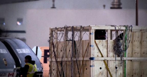 Animal Justice to Appeal Acquittal of Live Horse Exporter